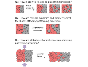 Biophysical limiting factors of patterning precision in developing tissues (Dr Marcin Zagórski)