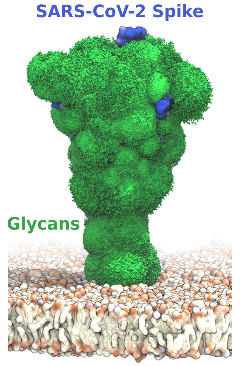 Molecular mechanisms of protein surface shielding by glycans (Supervisor: dr Mateusz (Matt) Sikora)