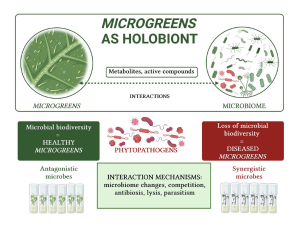 Interactions of microgreens and microbiomes as functional regulators of its quality, resistance and shelf-life – a case study for selected herbs (coriander,basil) and vegetables (radish, beet) in response to climate changes (Prof. dr hab. Katarzyna Turnau)
