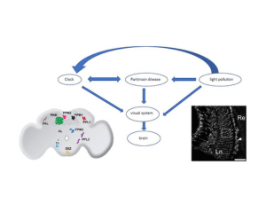 Związek pomiędzy zegarem okołodobowym, zanieczyszczeniem światłem i rozwojem choroby Parkinsona – badania na modelu Drosophila melanogaster (dr hab. Milena Damulewicz)